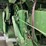 john-deere-6620-titan-ii-image-20