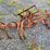allis-chalmers-ca-tractor-w/cultivators-(runs)-image-12