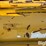 shop-built-skid-steer-grapple-image-19