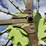 claas-liner-1750-image-15