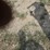 caterpillar-ap-1055f-image-9