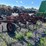 case-ih-45-image-5