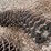 precision-planting-seed-firmers-&-finger-packing-wheels-image-18