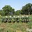 john-deere-7000-image-6
