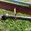 buhler-farm-king-861-image-11