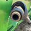 john-deere-645-image-14