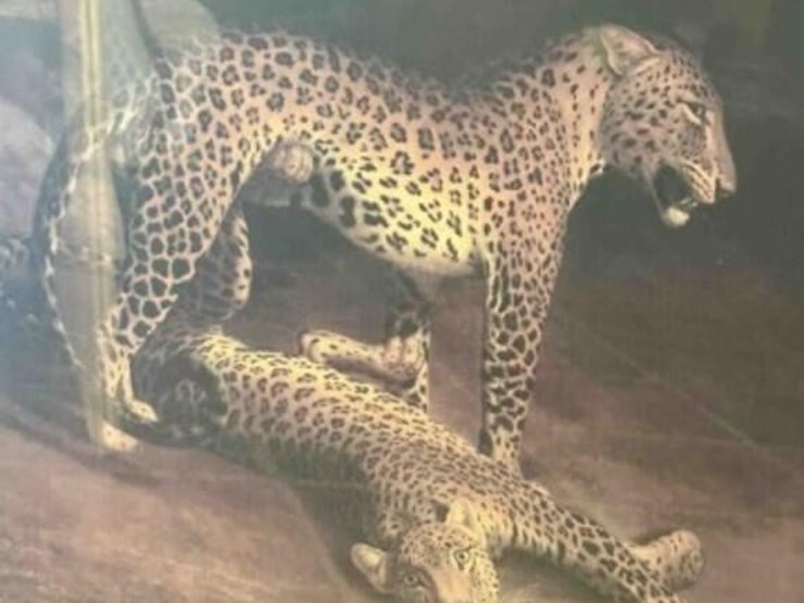 large-leopard-wall-picture-image-2