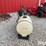 honda-gx160-w/pump-&-55-gallon-spray-tank-image-6