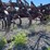 case-ih-45-image-17