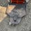 2015-bobcat-mt55-image-16