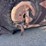 #964-•-15ft-rhino-rotary-cutter-image-11