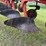 international-800-plow-image-14