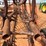#t8081-•-mcfarlane-drag-harrow-image-13