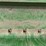 1998-john-deere-1560-image-27