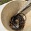 (2)-buckets-of-misc.-tools-to-include-hammers,-level,-and-electric-clippers.-#228-image-2