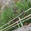 2--20ft-steel-cattle-gates,-1-has-hinges-image-3
