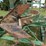 john-deere-1010-image-19