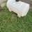 65-gallon-poly-tank-image-2