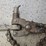 ridgid-246-pipe-snap-cutter-image-2