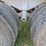 1988-fruehauf-end-dump-trailer-image-38