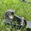 bush-hog-model:-bhqa1-quick-hitch-image-5