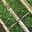 2--20ft-steel-cattle-gates,-1-has-hinges-image-5