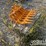 32"-rake-to-suit-mini-excavator-cat-305-image-2