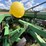 john-deere-455-image-12