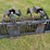stout-72”-skid-steer-mount-grapple-image-4