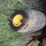 john-deere-1420-image-11