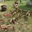 allis-chalmers-2-row-cultivator---off-ca-image-3
