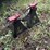 jack-stands---pair-image-3