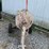 whitedman-concrete-mixer-image-6