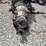 2005-diesel-engine-image-4