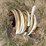 southwire-#4-awg-submersible-water-pump-wire-image-9