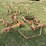 allis-chalmers-2-row-cultivator---off-ca-image-4