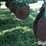 john-deere-7000-image-18
