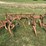 allis-chalmers-2-row-cultivator---off-d15-image-4