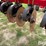 sunflower-4412-5-shank-disk-ripper-image-16