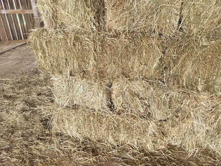 (50)-small-square-bales-of-1st-cutting-hay-in-2025-image-2