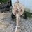 whitedman-concrete-mixer-image-5