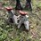 jack-stands---pair-image-3
