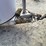 hart-tandem-axle-2-horse-bumper-trailer-w/tack-room-image-10