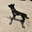 #6886-•-kiit-container-metal-coyote-target-image-1