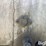 1998-pacer-cei-t/a-bulk-feed-trailer-image-15