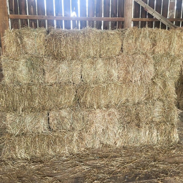 (50) Small Square Bales of 1st Cutting Hay in 2025