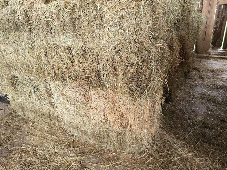 (50)-small-square-bales-of-1st-cutting-hay-in-2025-image-4