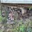 fruehauf-trailer-image-11