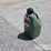 unused-5-gal-liquid-utility-jug--green-image-5
