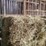 (50)-small-square-bales-of-1st-cutting-hay-in-2025-image-5